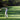 Golfer swinging a club on a green golf course with trees in the background