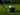 Golf club and ball on a grassy field with trees in the background