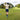 Person playing golf on a green course in new zealand with trees in the background